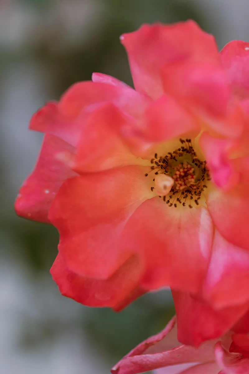 wedding photographer mallorca-7